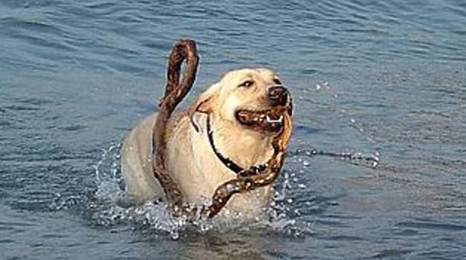 Labrador Tank: il cane su cui il suo ex padrone ha continuato a vegliare