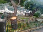 Positano_Proteste_Per_Tagli_Alberi_Alla_Chiesa_Nuova.jpg