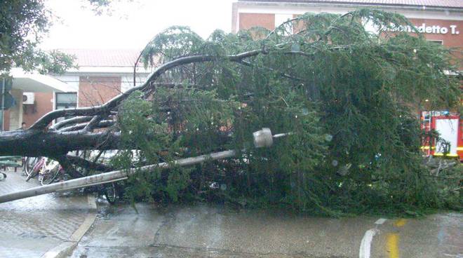 piano-di-sorrento-albero.jpg