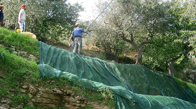 Raccolta delle olive nel 2005, foto di N.Paragano