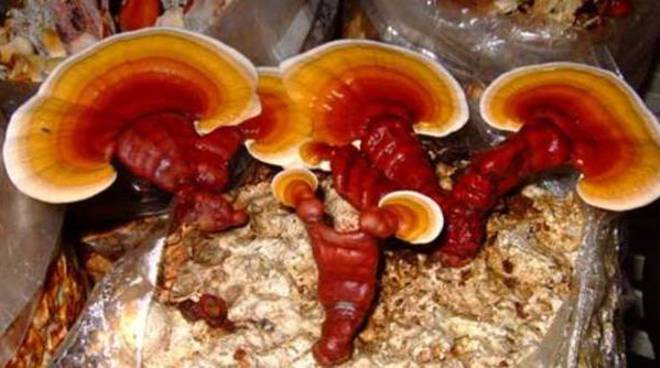 20150624_reishi.jpg