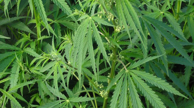 Cannabis_ruderalis_male_plant.jpg