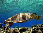 Recuperata e salvata una tartaruga marina