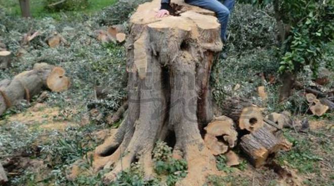 Sorrento condannato contadino per taglio albero