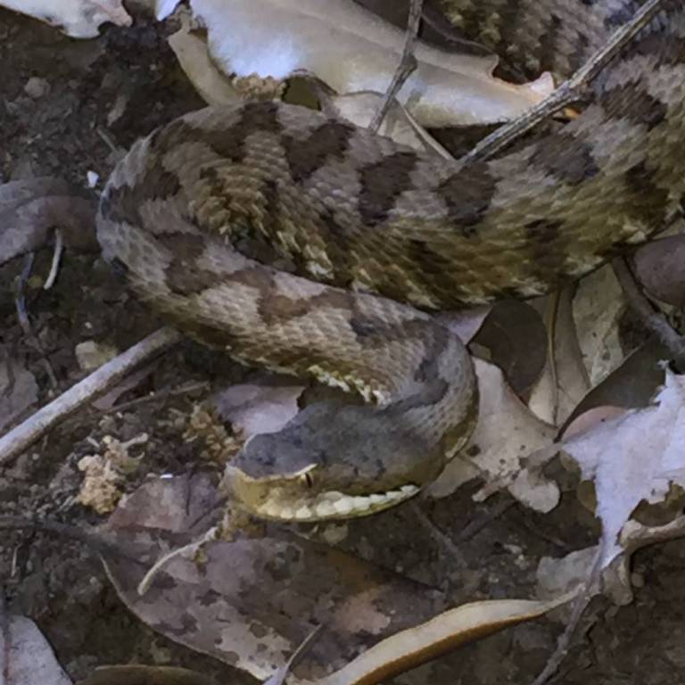 Vipera a Positano