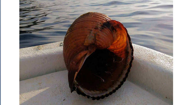 Ad Amalfi ritrovata una conchiglia gigante