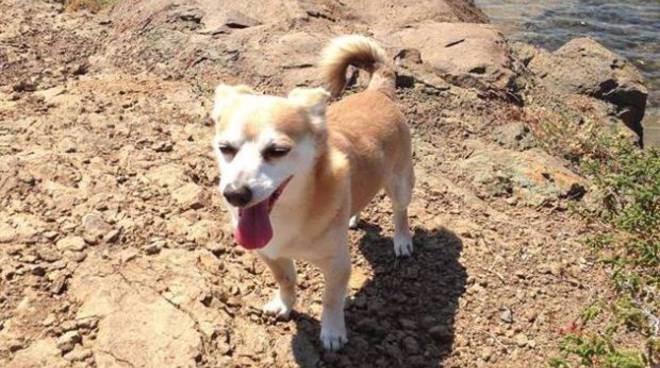 Cagnolino in spiaggia