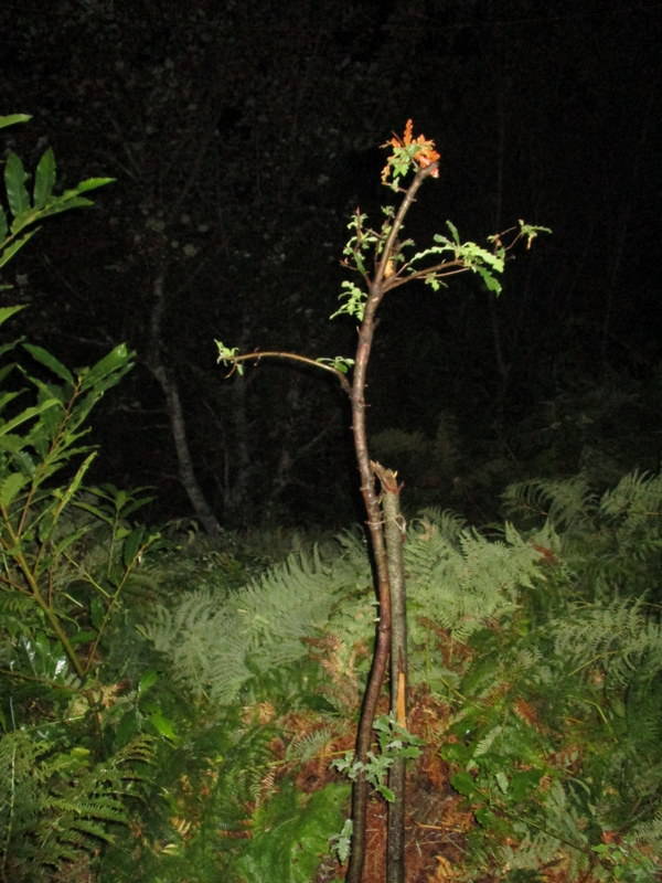 le-querce-di-vassallo-i-rimboschimenti-e-le-minacce-in-rete-3231189