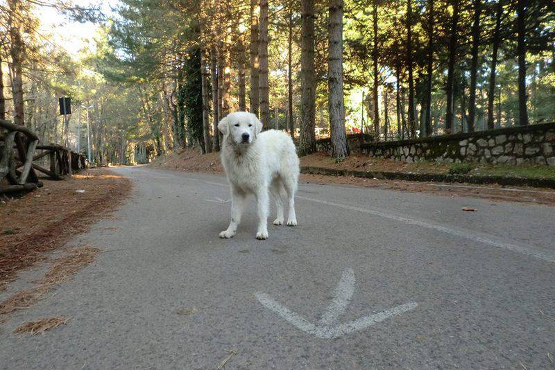 Monte Faito: si grida al maremmano!!!