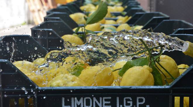 Limoni di Amalfi 