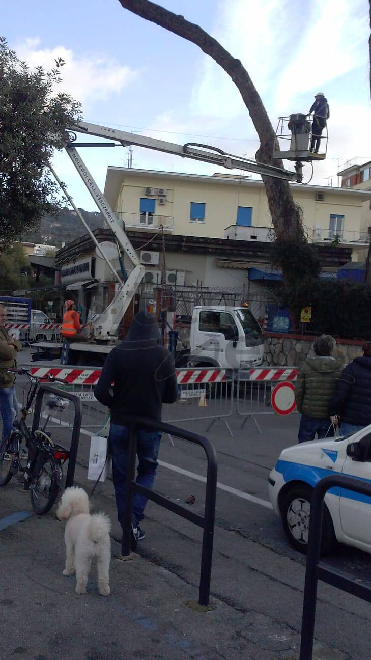 Sant'Agnello, incontro tra WWF e proprietari su abbattimento dei pini