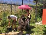 Attenti al Gorilla - Foto del Set di Gina Neri 