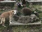 Ad Ischia cagnolina veglia la tomba del padrone