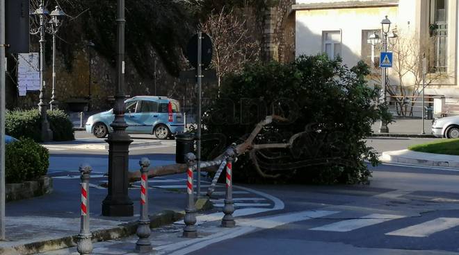 caduto albero a sant'agnello