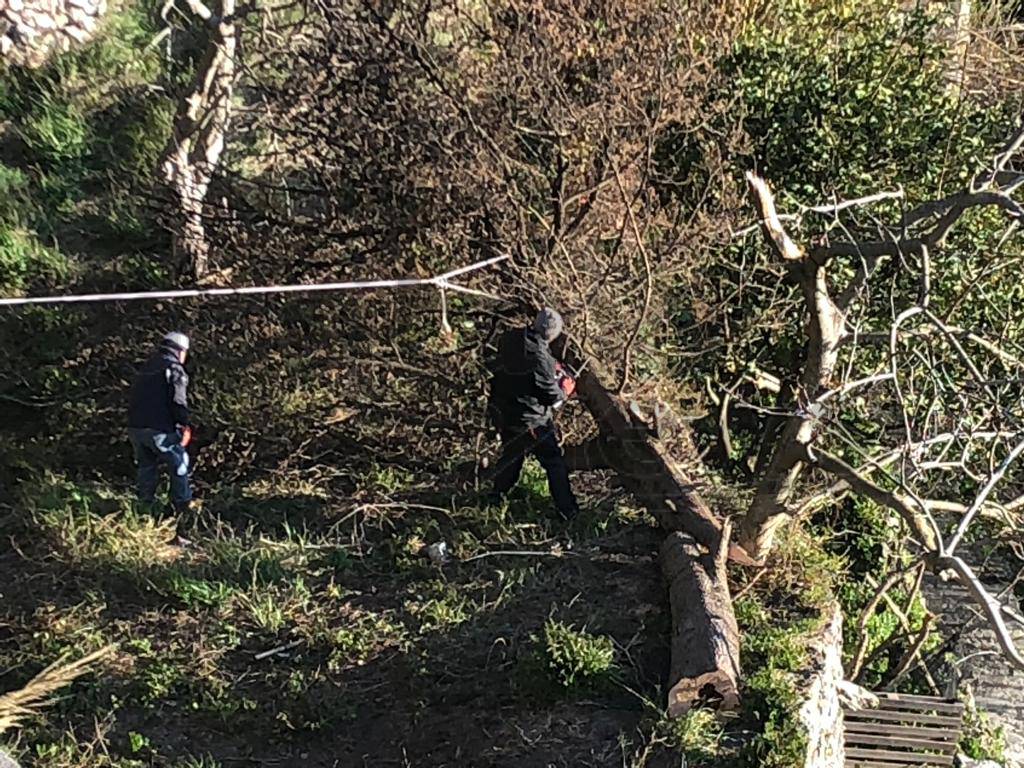 Positano: Intervento della Multiservice dopo la caduta dell'albero