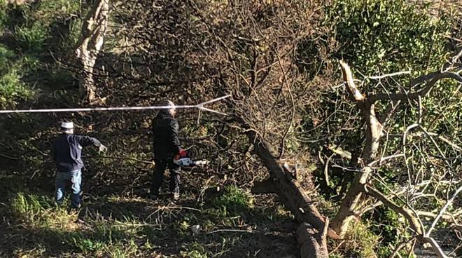 Positano: Intervento della Multiservice dopo la caduta dell'albero