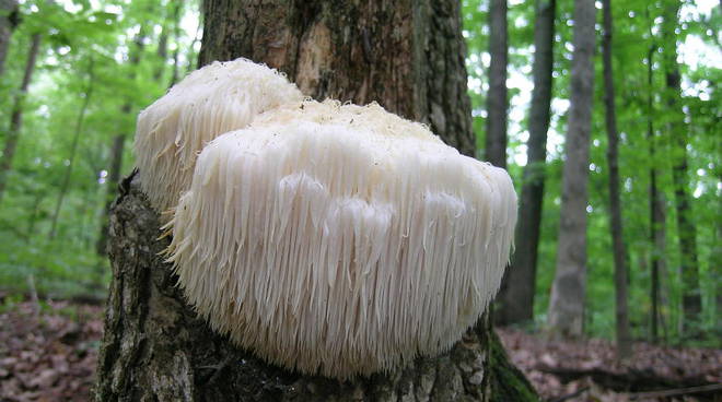 Hericium Erinaceus: cos’è e quali sono le proprietà