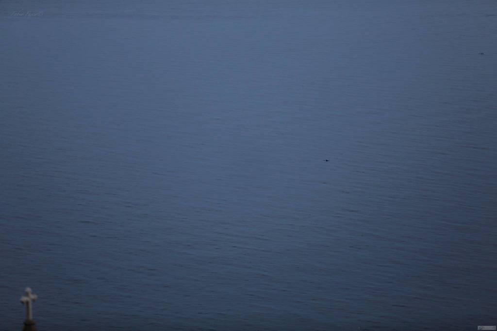 I Delfini a Positano. Foto di Fabio Fusco 