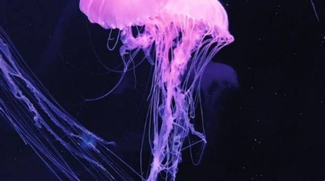 Meduse a Positano e Capri 