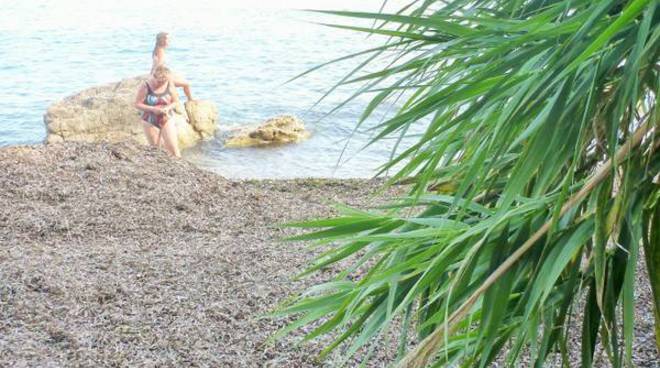 Posidonia a Sorrento 