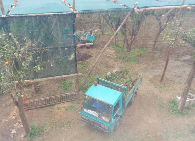 Sorrento. Agrumeto in via Marziale: sistemazione del fondo agricolo o futuro parcheggio?