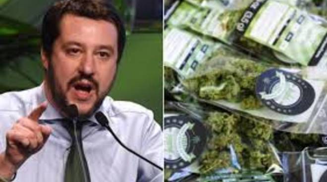 Salvini cannabis