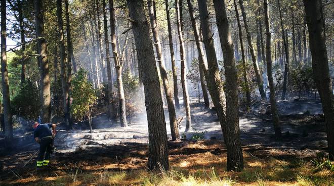 Pineta Le Tore di Sorrento ... tra degrado e abbandono e a rischio incendi!