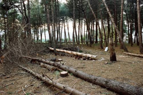 Pineta Le Tore di Sorrento ... tra degrado e abbandono e a rischio incendi!