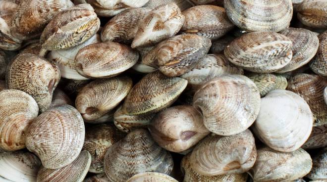 Vongole illegali