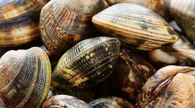 Sequestro di vongole veraci