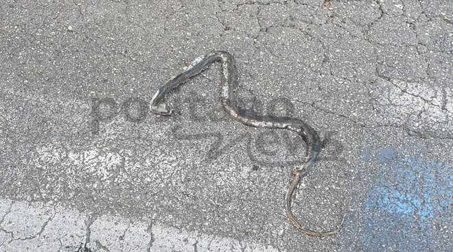 Serpente a Piano di Sorrento