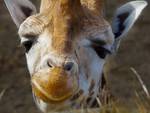 Ancora una specie in via di estinzione: la giraffa.