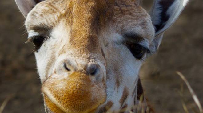 Ancora una specie in via di estinzione: la giraffa.