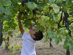 Vendemmia comunitaria... che emozione!