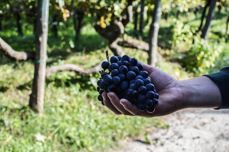 Vico Equense. Studenti in vigna per raccogliere, vendemmiare e valorizzare l’Uva di Sabato