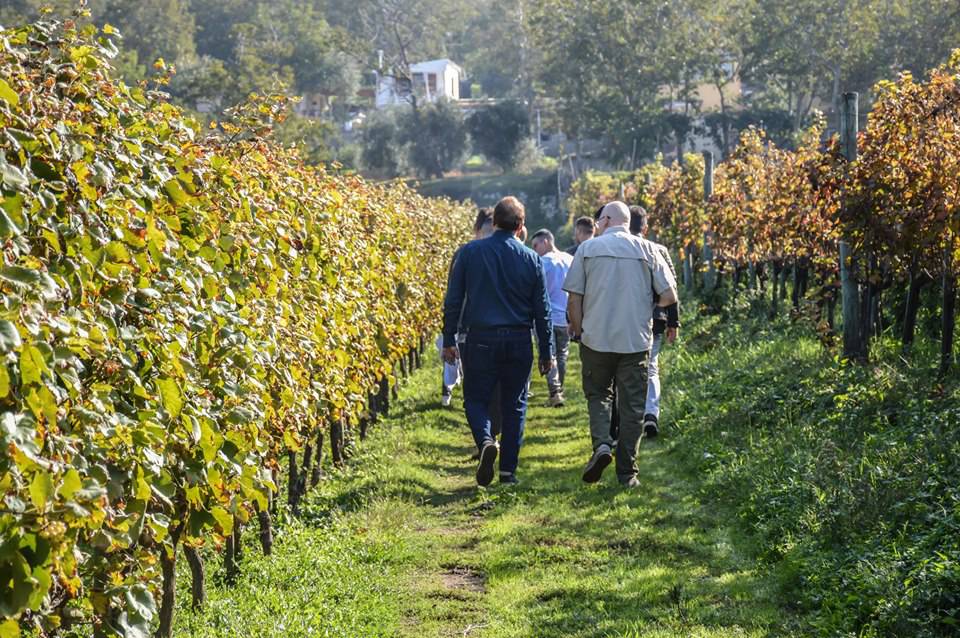 Vico Equense. Studenti in vigna per raccogliere, vendemmiare e valorizzare l’Uva di Sabato