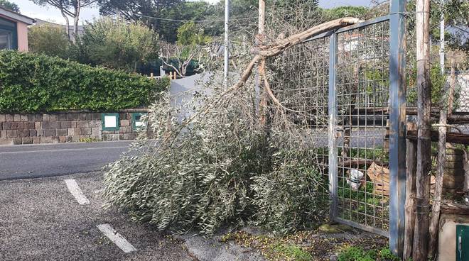 Alberi abbattuti dal vento in penisola sorrentina