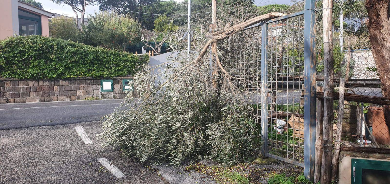 Alberi abbattuti dal vento in penisola sorrentina