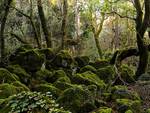 A Roma il 17 novembre alla scoperta del Bosco di Biancaneve