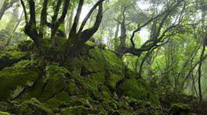 A Roma il 17 novembre alla scoperta del Bosco di Biancaneve