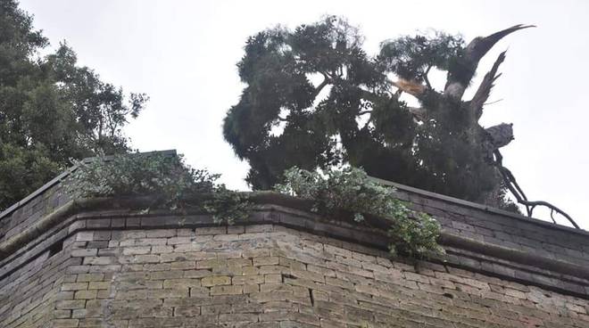 Sorrento albero caduto Villa Tritone