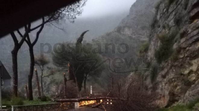 Positano pino caduto a Tordigliano sulla Statale Amalfitana