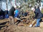 alberi pineta le tore