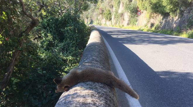 volpe strada a cetara