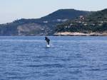 Punta Campanella, un bip salverà i delfini