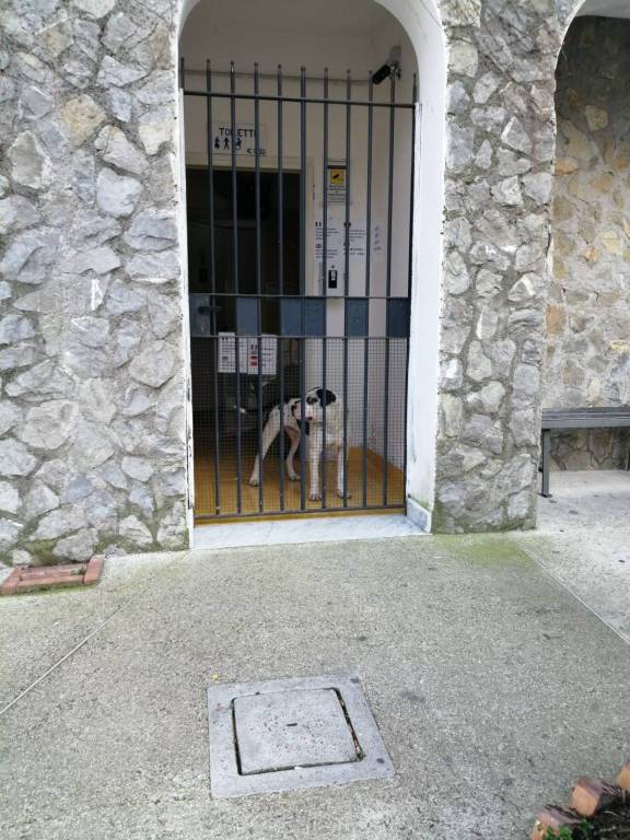 Ravello. Intervento per l'accalappiamento di un cane 