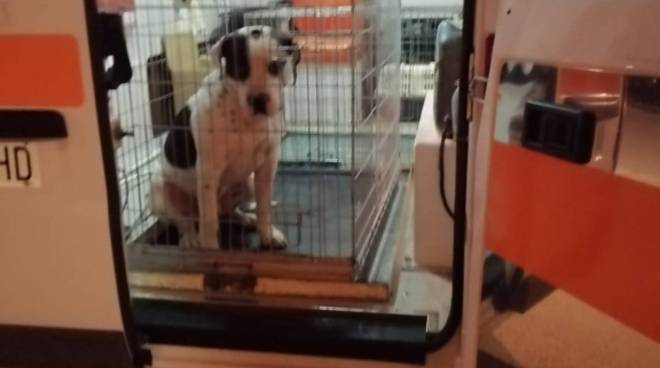 Ravello. Intervento per l'accalappiamento di un cane 