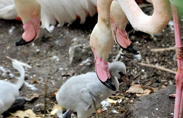 Un lampo rosa nel buio