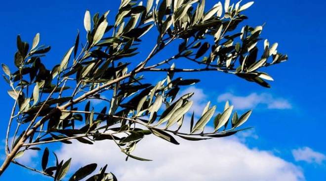 domenica delle palme