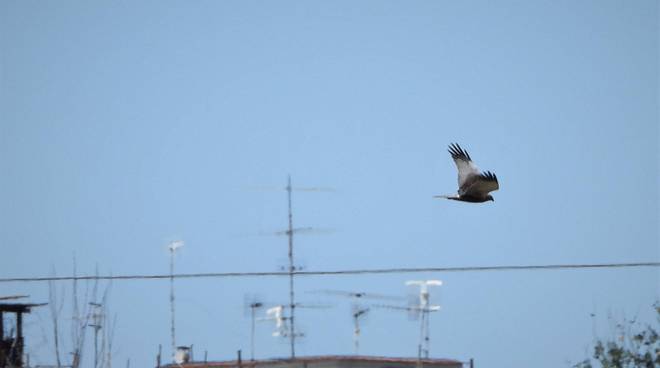 Falco in Città 